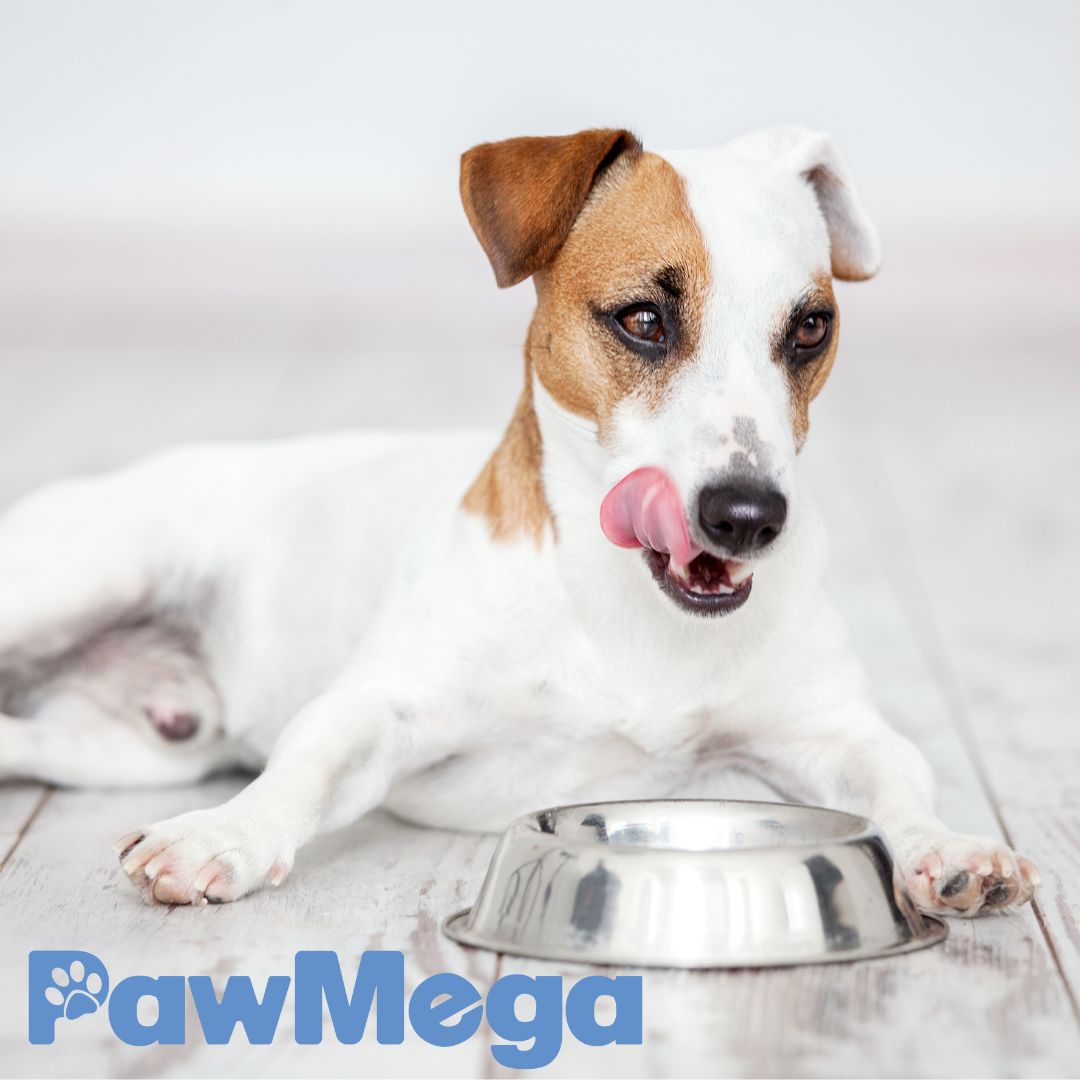 PawMega Your First Bag is FREE! Subscription