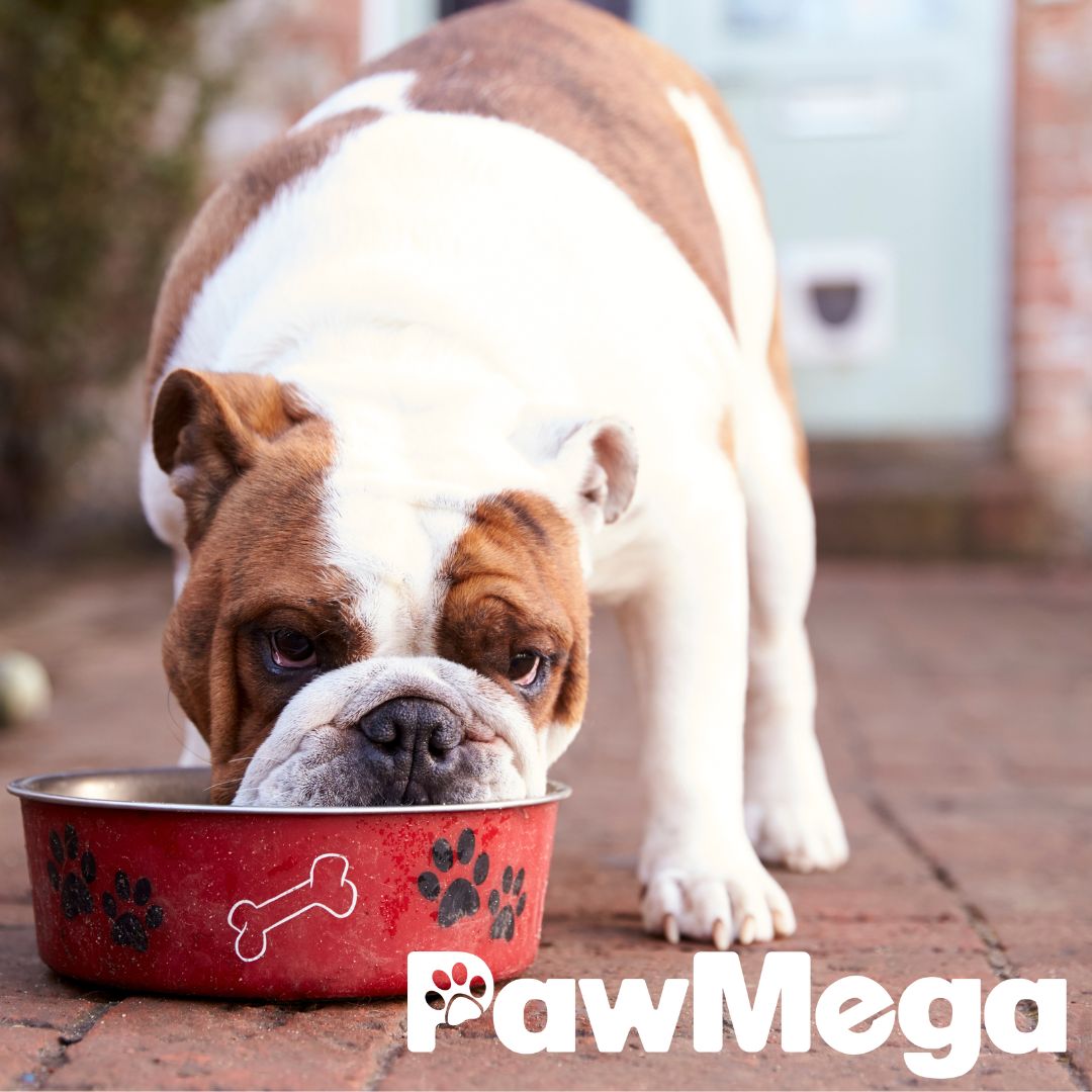 PawMega Dog Food Supplement